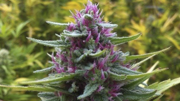 Auto Purple 50 Fem. Spanish Seeds Auto Purple 50 Fem. Spanish Seeds