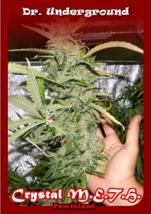 Crystal M.E.T.H. 4 Fem. Dr. Underground Crystal M.E.T.H. 4 Fem. Dr. Underground