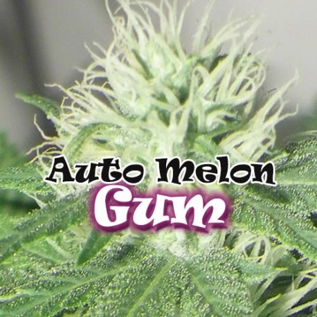 Melon Gum Auto 4 Fem. Dr. Underground