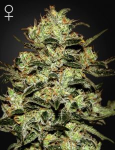 Moby Dick 3 Fem. Green House Seeds