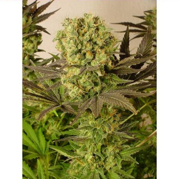 Motavation 11 Reg. Serious Seeds