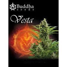 Vesta de Buddha Seeds