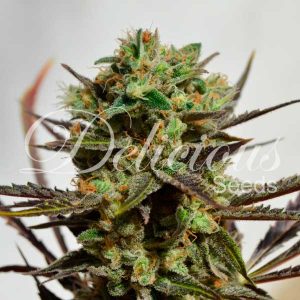 Delicious Candy 3 Fem. Delicious Seeds