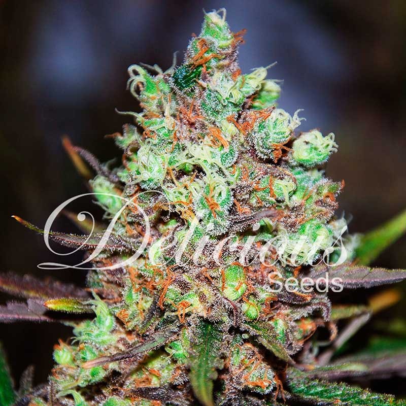 cotton_candy_5