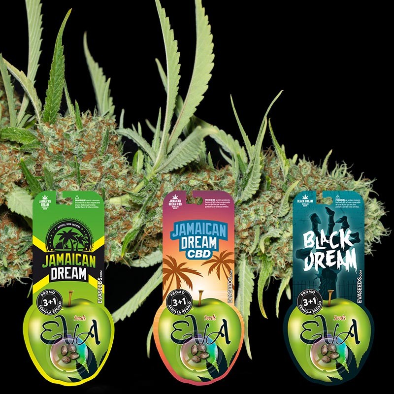 pack-jamaican-dream-lovers